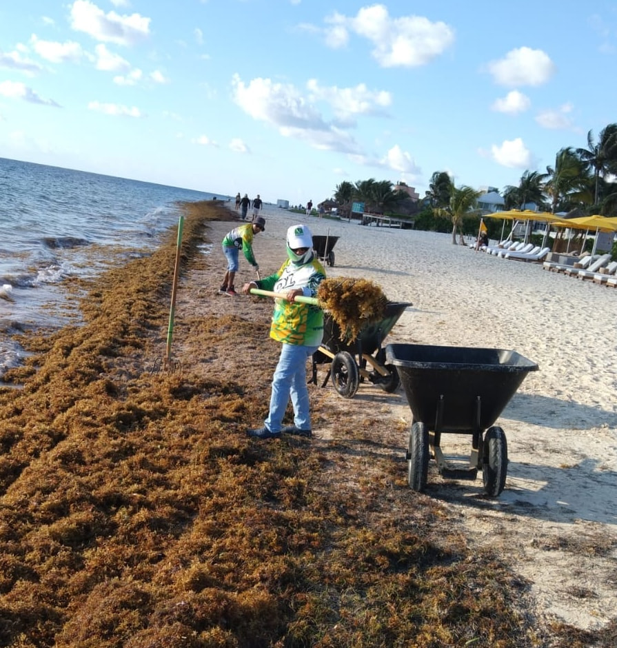 sargassum-seaweed-bloom-collection-for-biomaterial